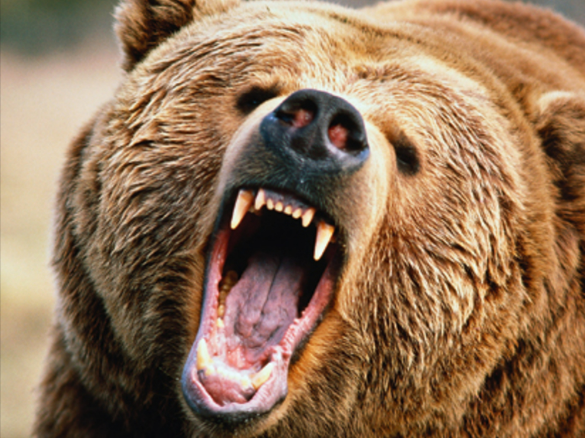 [Video] Bär randaliert im Flugzeug in der Luft! Er war aus dem Frachtraum ausgebrochen!