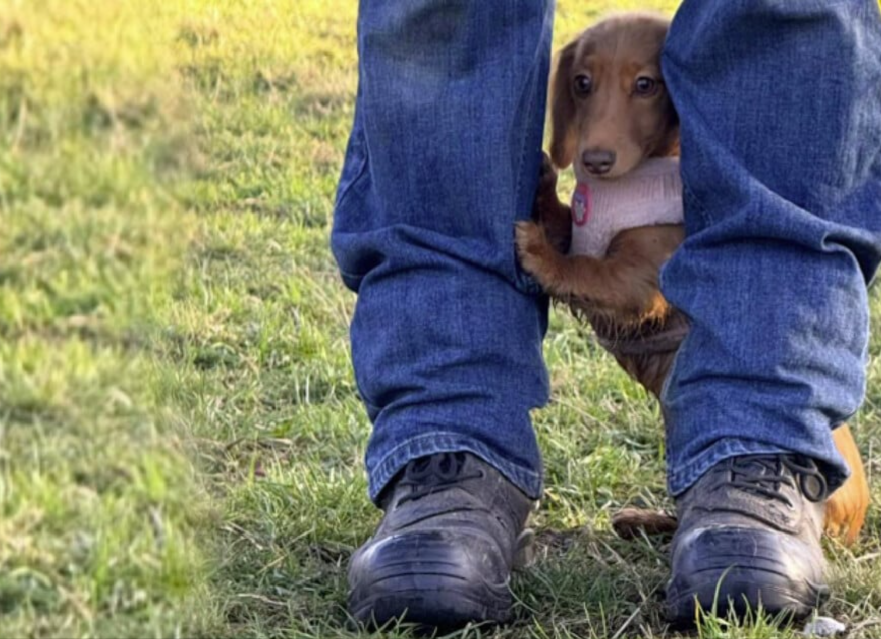 Un chiot Dackel dans le parc à chiens pour la première fois - sa réaction fait fondre les cœurs!