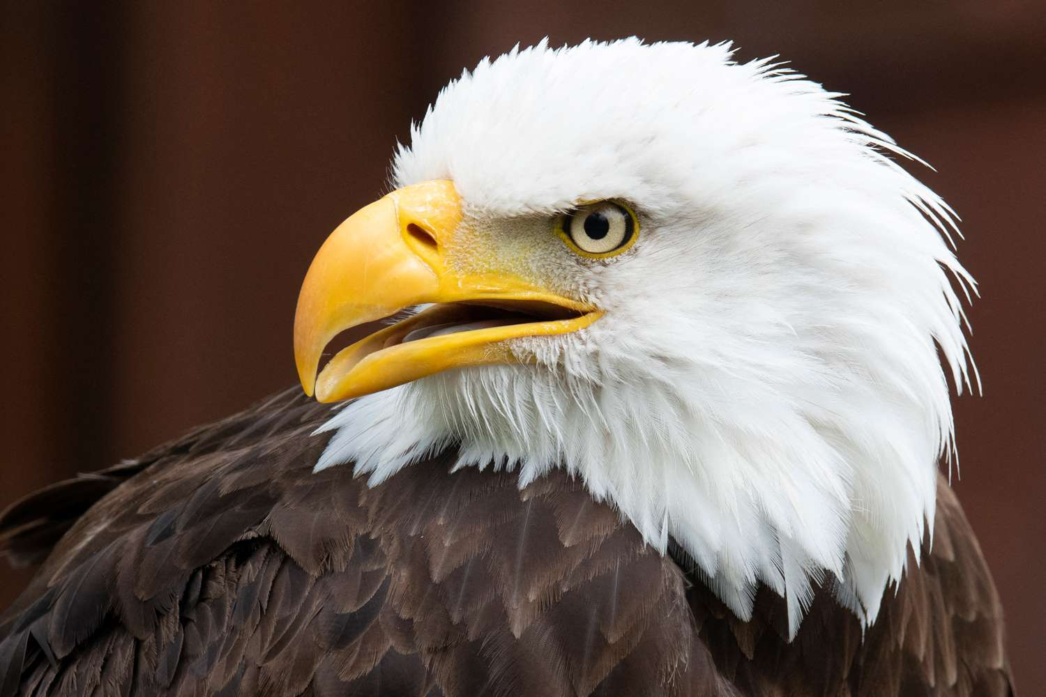Storm at Dollywood Sends Three Bald Eagles Missing — Search Intensifies