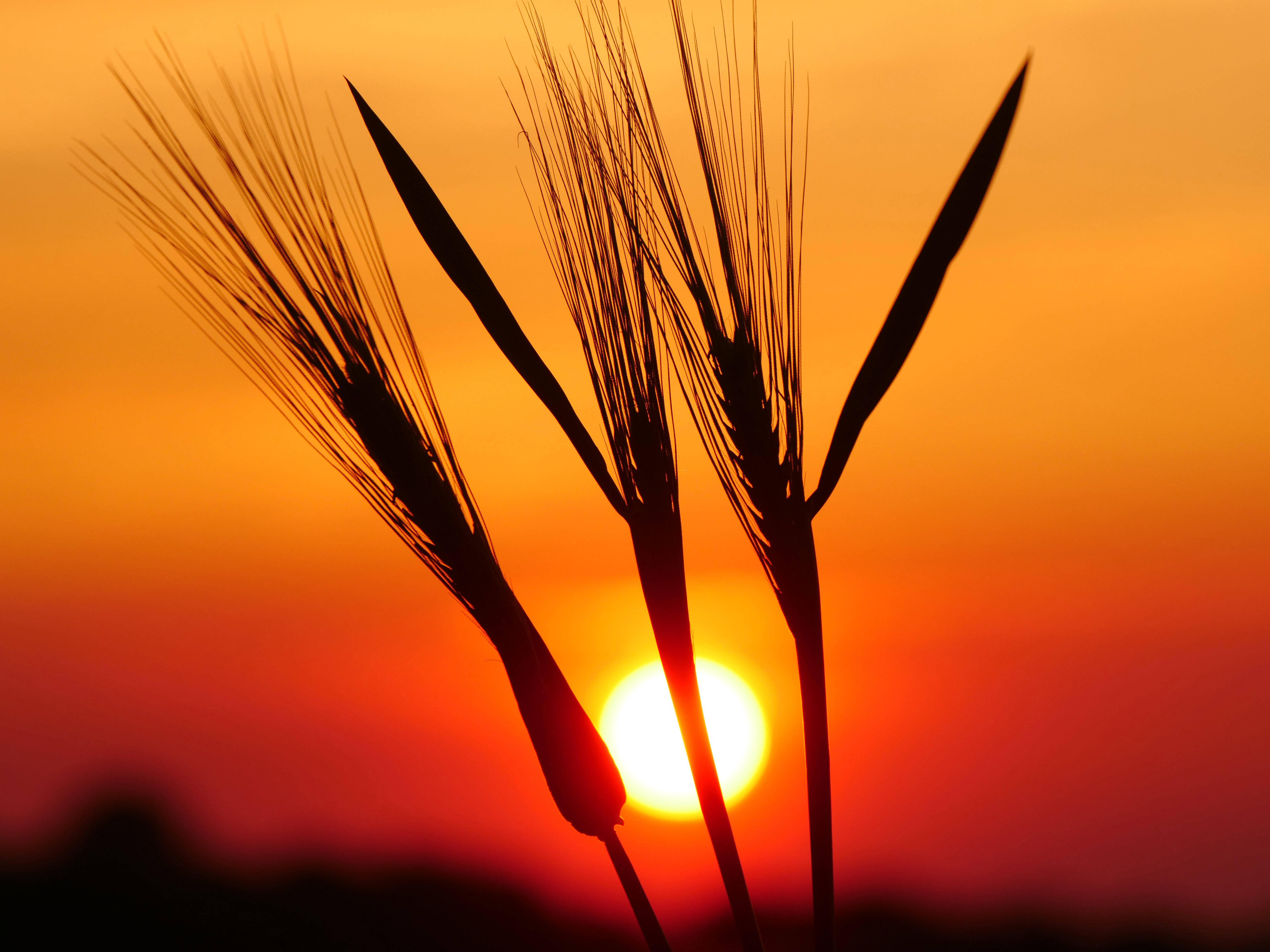 Russland klaut Korn im Wert von Milliarden aus der Ukraine! NASA-Auswertung zeigt russischen Diebstahl